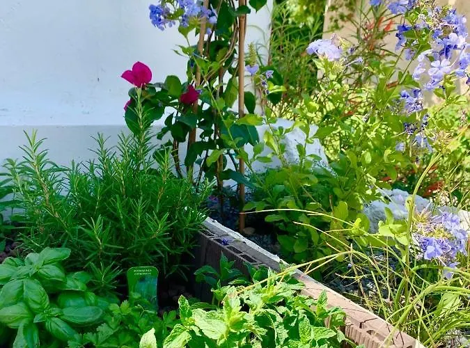 De Entre Et Campagne Hyères